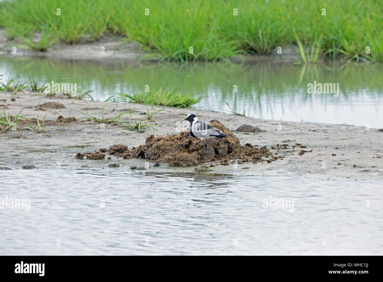 Blacksmith Plover or Lapwing (Vanellus armatus). Standing alongside African Elephant (Loxodonta africana), droppings, waiting for insect invertebrates Stock Photo