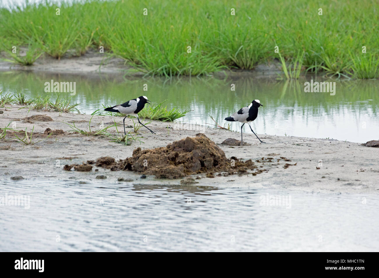 Blacksmith Plovers or Lapwings (Vanellus armatus). Running alongside African Elephant (Loxodonta africana), droppings, waiting for insect invertebrate Stock Photo