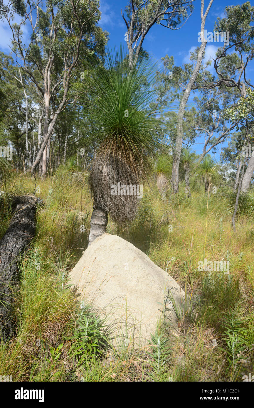 A black boy plant (Xanthorrhoea) growing next to a termite mound