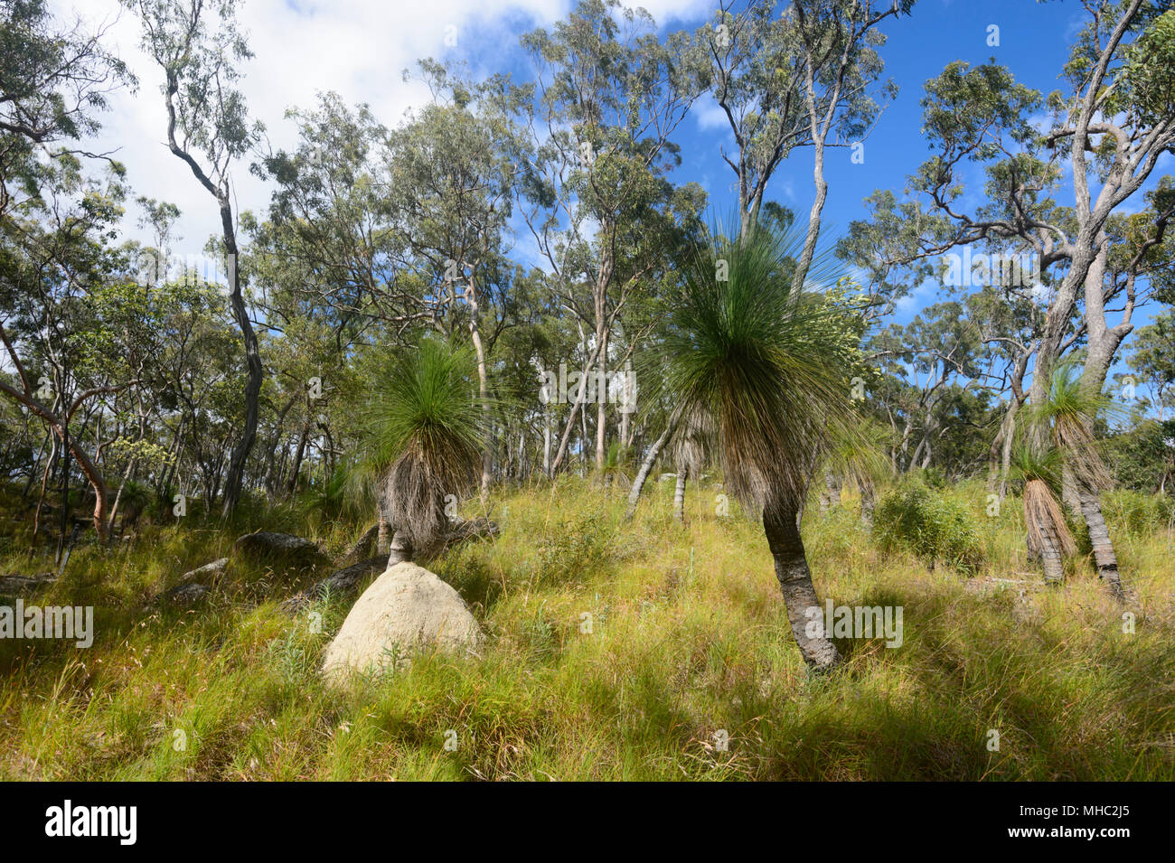 Black boy plants (Xanthorrhoea) growing next to a termite mound, Davies