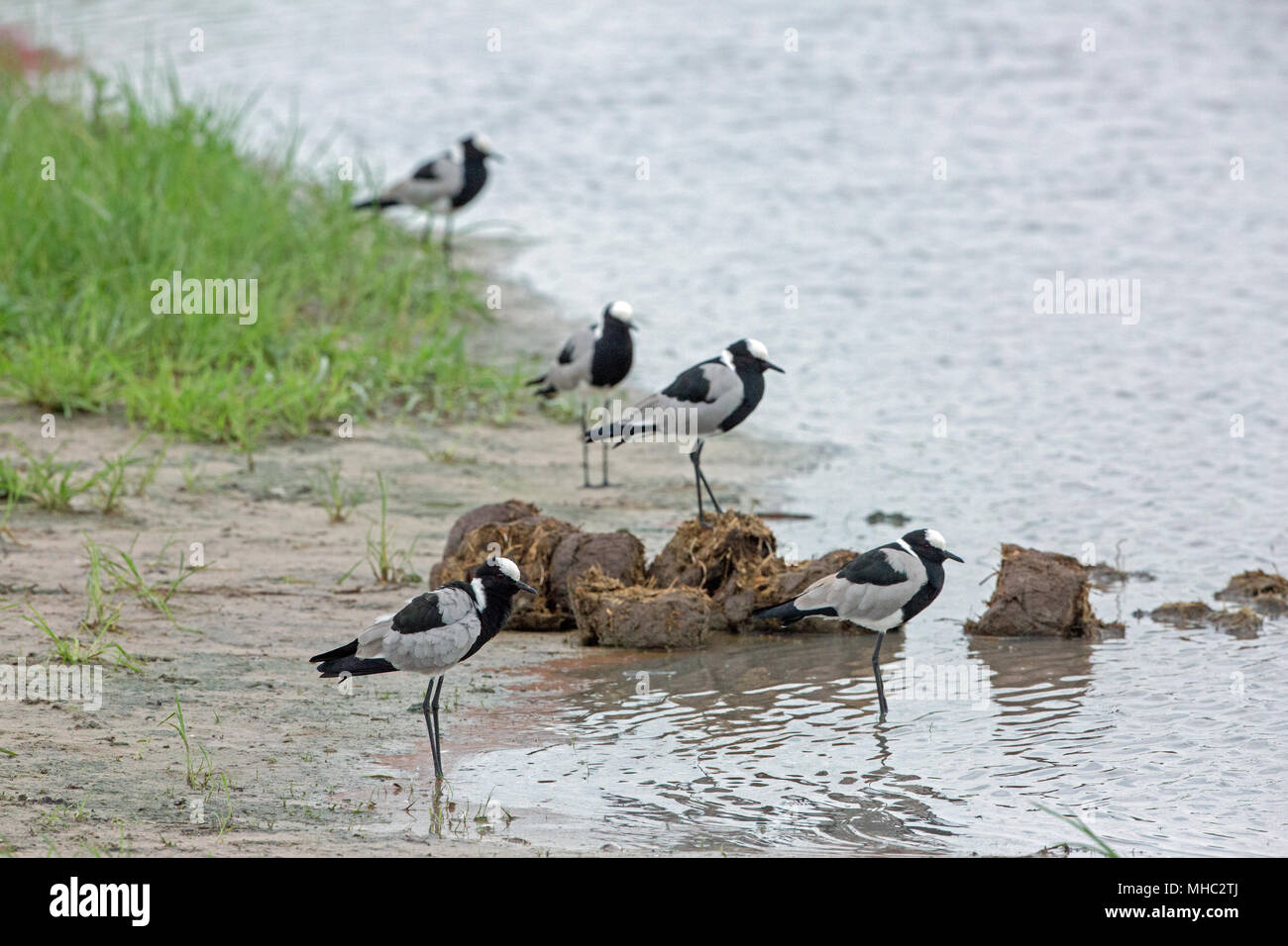 Blacksmith Plovers or Lapwings (Vanellus armatus). Five standing alongside African Elephant (Loxodonta africana), droppings, waiting for insect invert Stock Photo