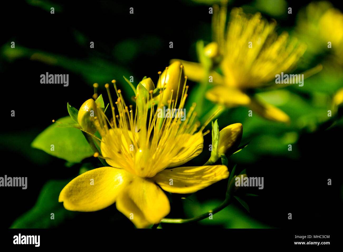 A close up of a St John's Wort flower head showing the beautiful yellow colour of the petals and the high detail of the flower head Stock Photo