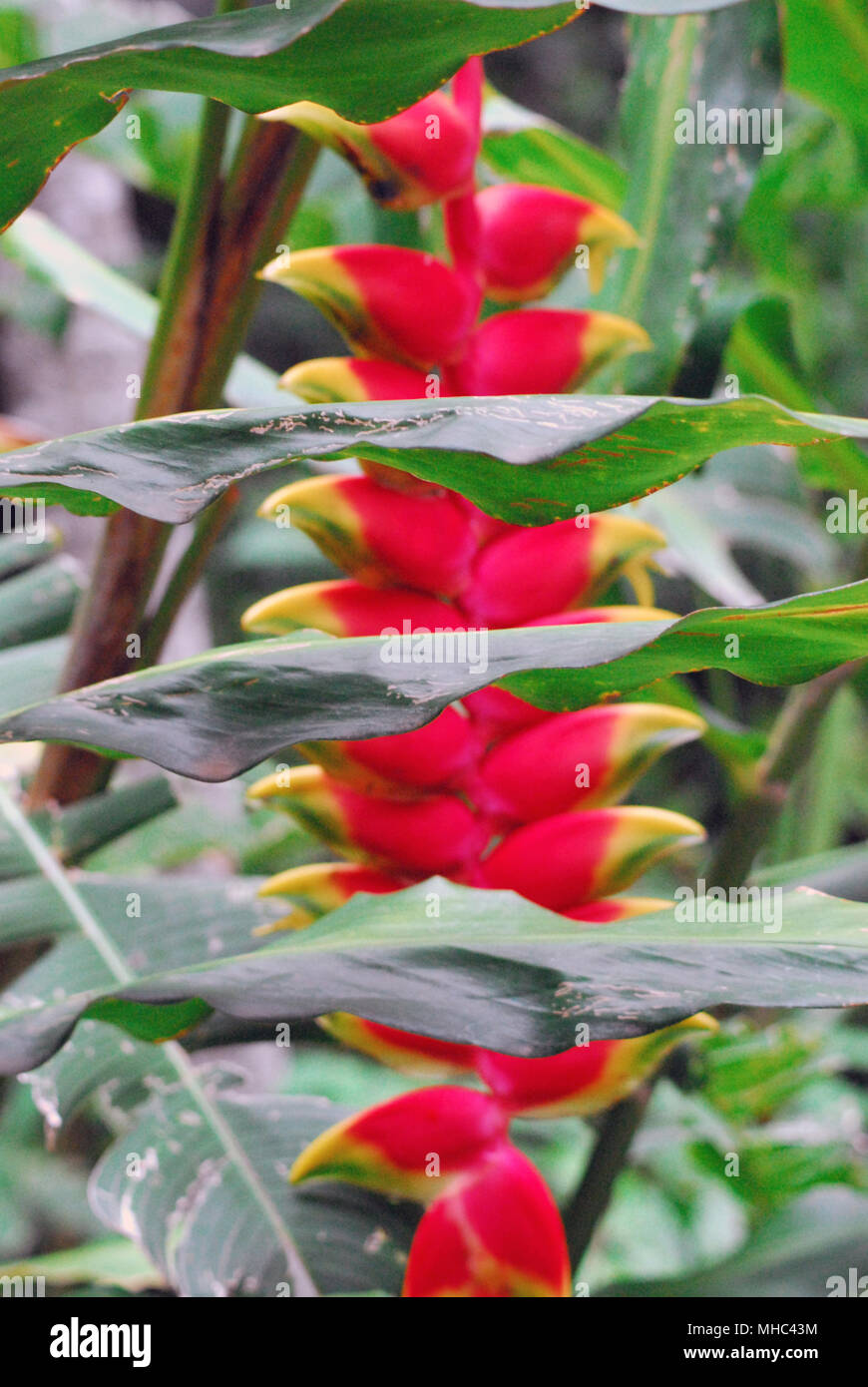 A beautiful, exotic Heliconia (Heliconiaceae) flower growing wild in the rain forest of Costa Rica, Central America Stock Photo