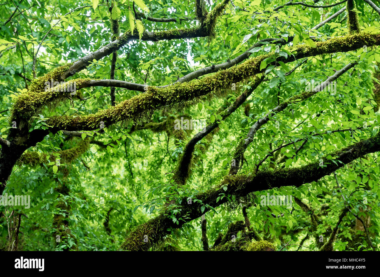 The mosscovered branches of trees after the rain in the forest. High humidity. Nature