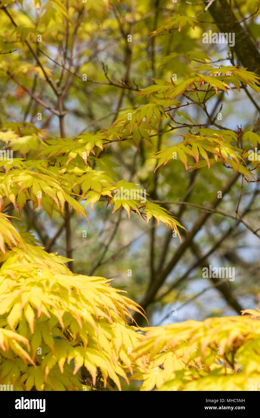 Acer palmatum ‘Orange Dream’. Japanese Maple orange dream leaves in spring. UK Stock Photo