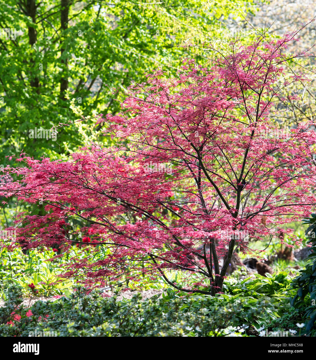 Acer palmatum ‘Shindeshojo'. Japanese Maple deep reddish-purple leaves in spring. RHS Wisley Gardens, Surrey, UK Stock Photo