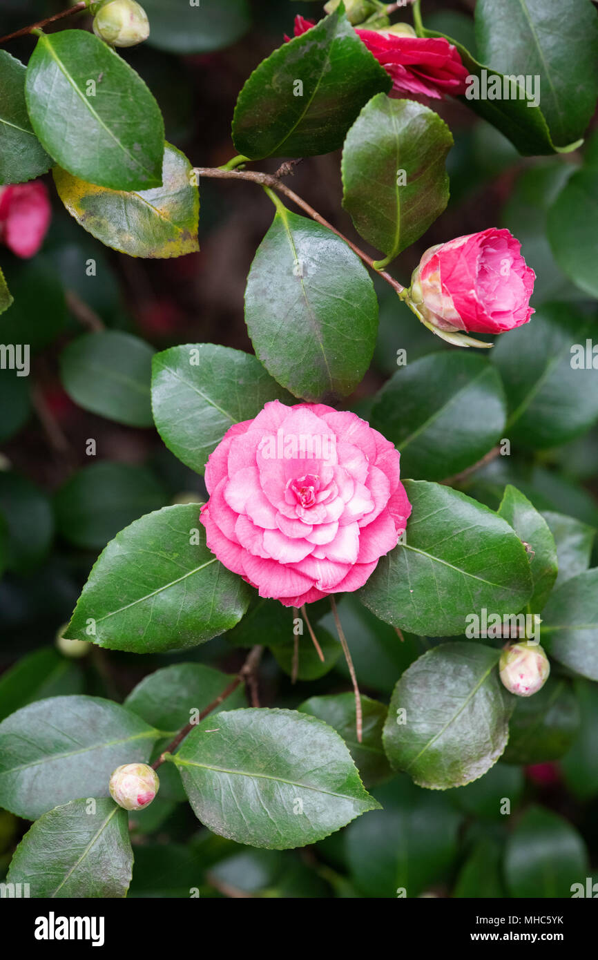 Red camellia flower hi-res stock photography and images - Alamy
