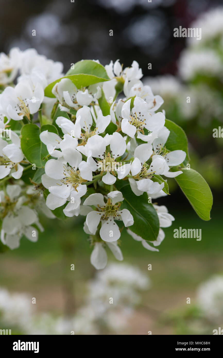 Pyrus communis. Doyenne d'Ete / Colmar d’Ete pear tree. Pear tree blossom Stock Photo
