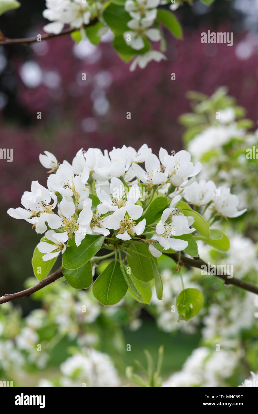 Pyrus communis. Doyenne d'Ete / Colmar d’Ete pear tree. Pear tree blossom Stock Photo