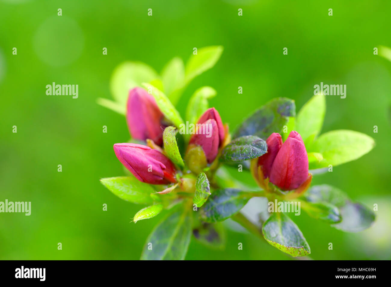 Pink azalea japonica buds. Stock Photo