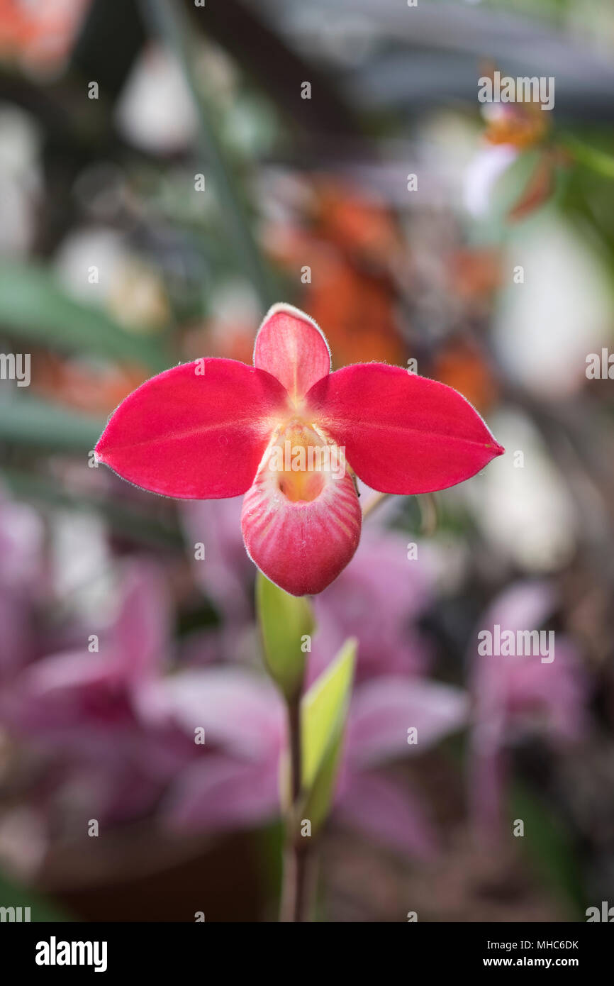 Phragmipedium ‘Saint ouen’. Slipper Orchid flower Stock Photo