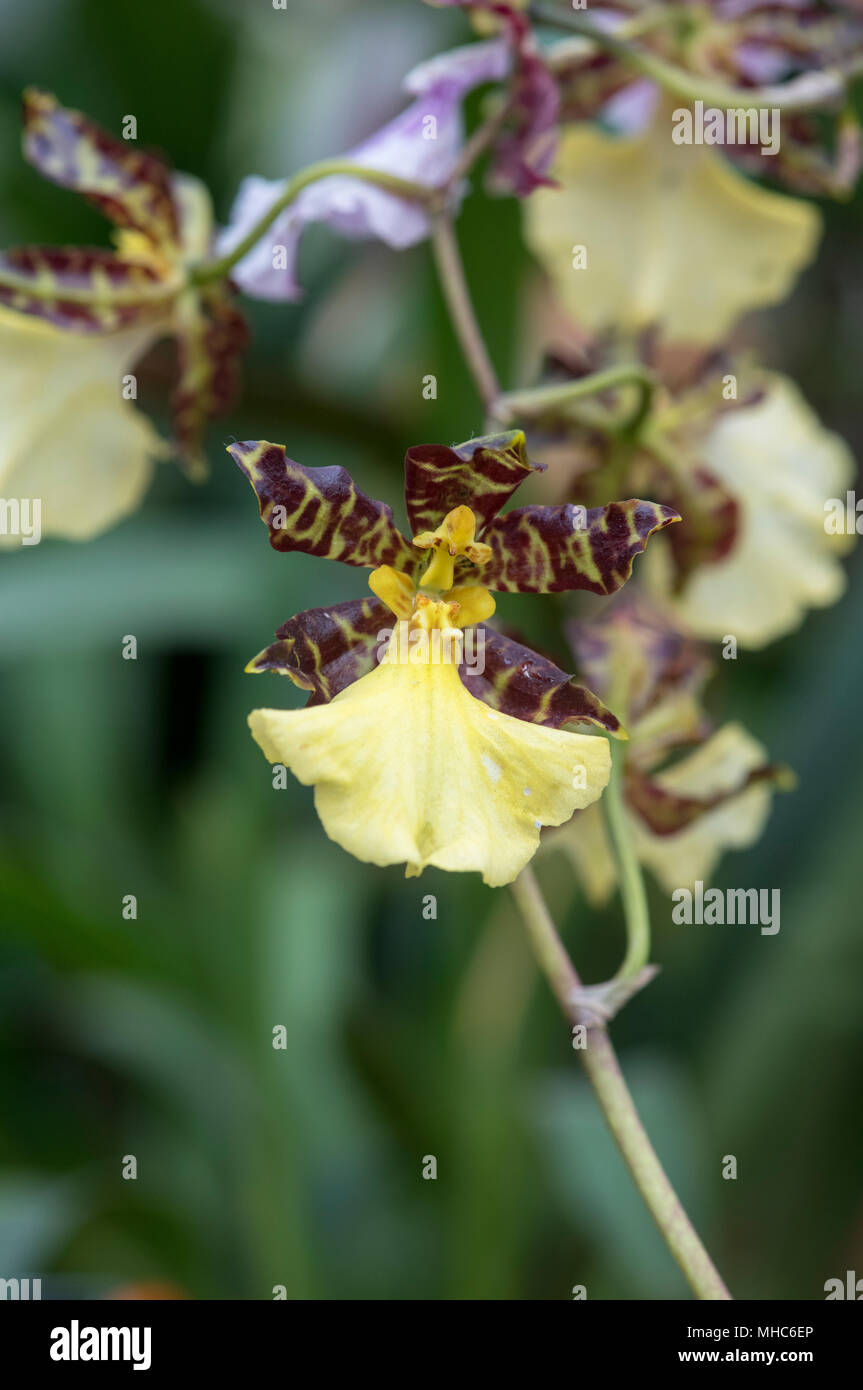 Rhynchostele bictoniense album. Orchid flower Stock Photo