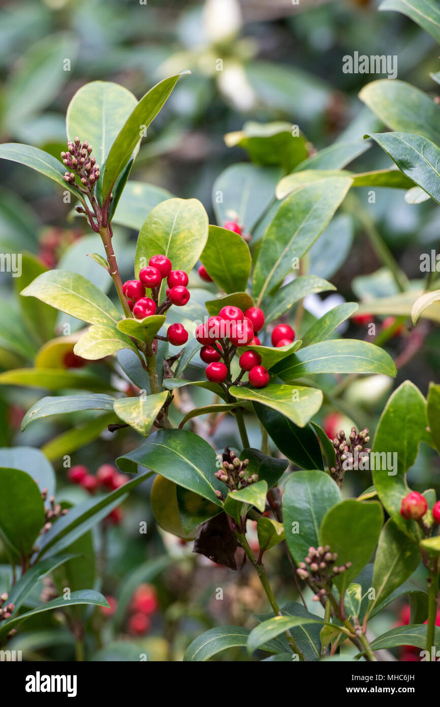 Skimmia japonica ‘Highgrove redbud’. Skimmia japonica ‘Highgrove redbud’ berries in spring Stock Photo