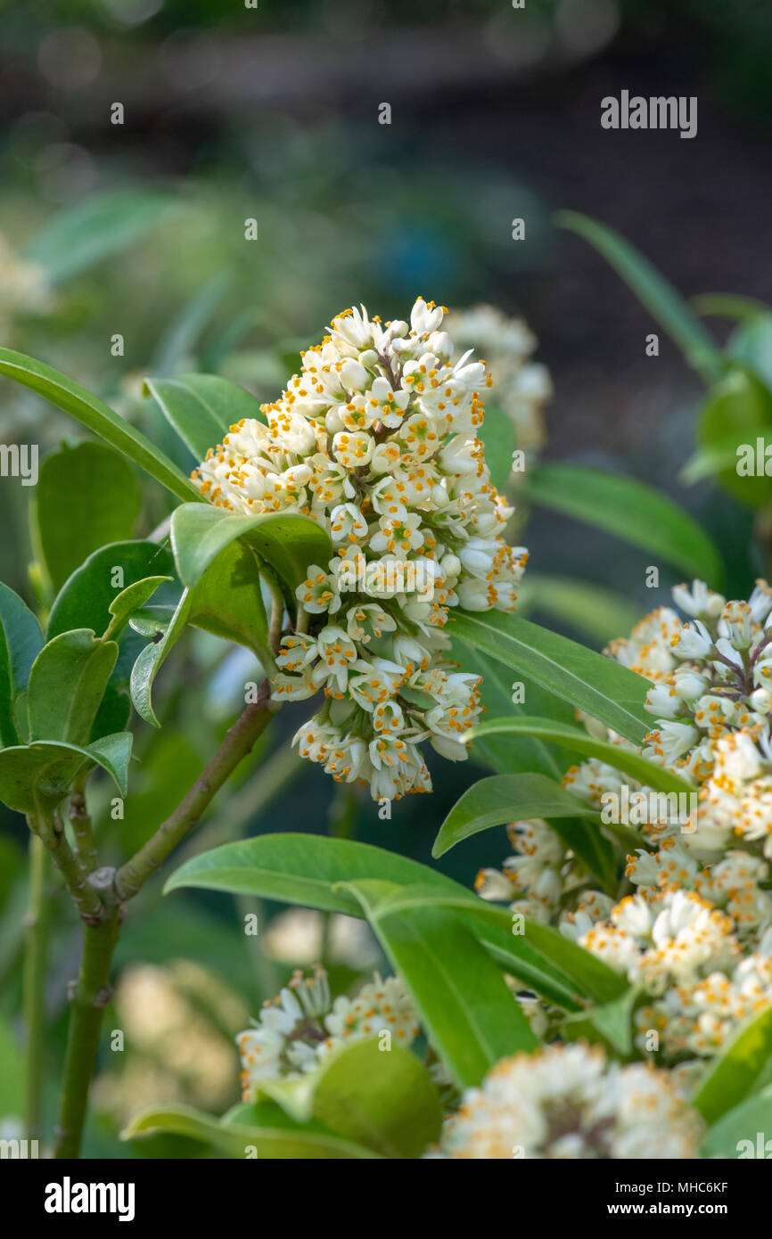 Skimmia × confusa 'Kew Green’. Skimmia 'Kew Green' flowering in spring Stock Photo