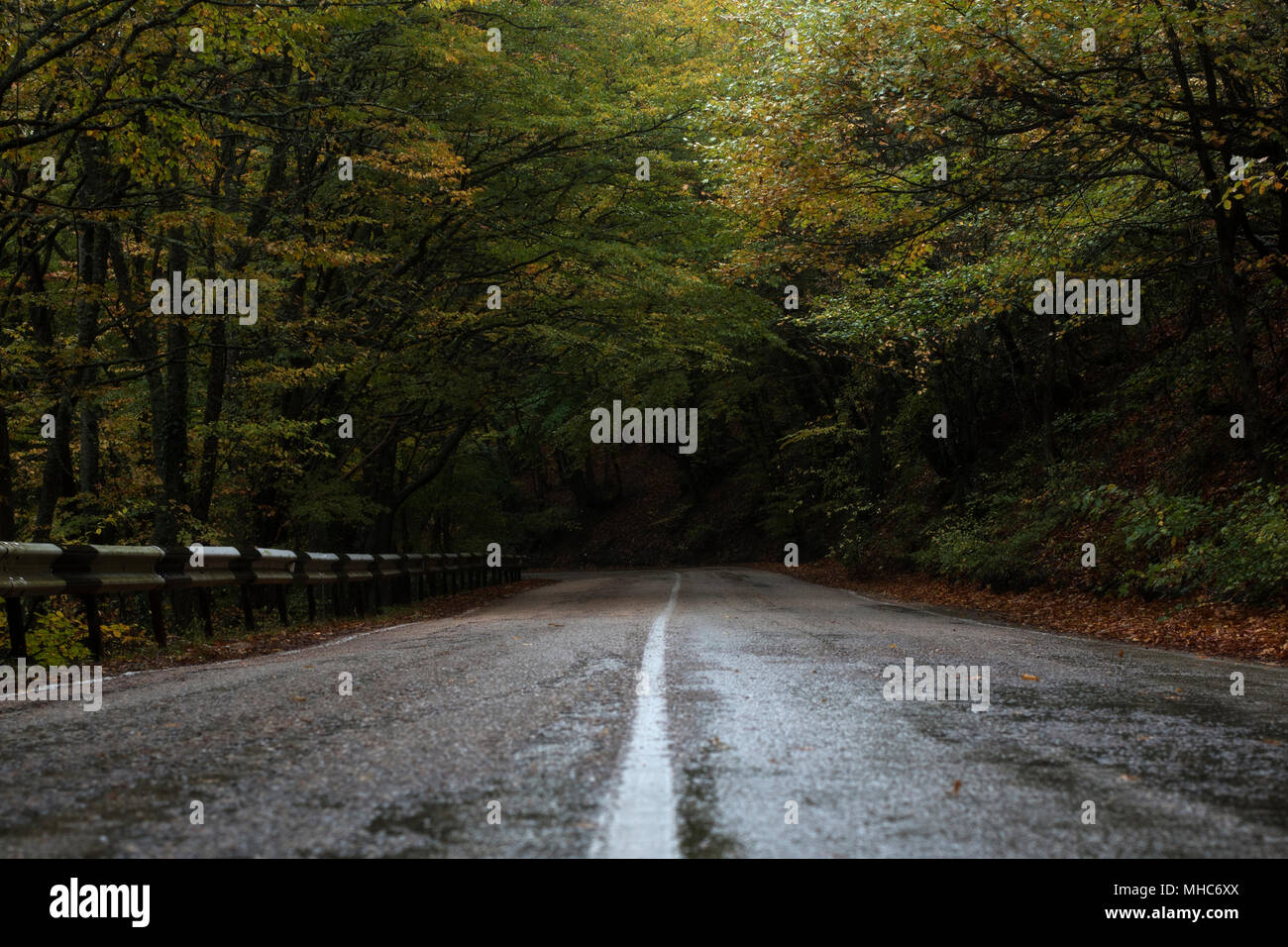 the mysterious wet road after a rain between trees with a marking Stock Photo