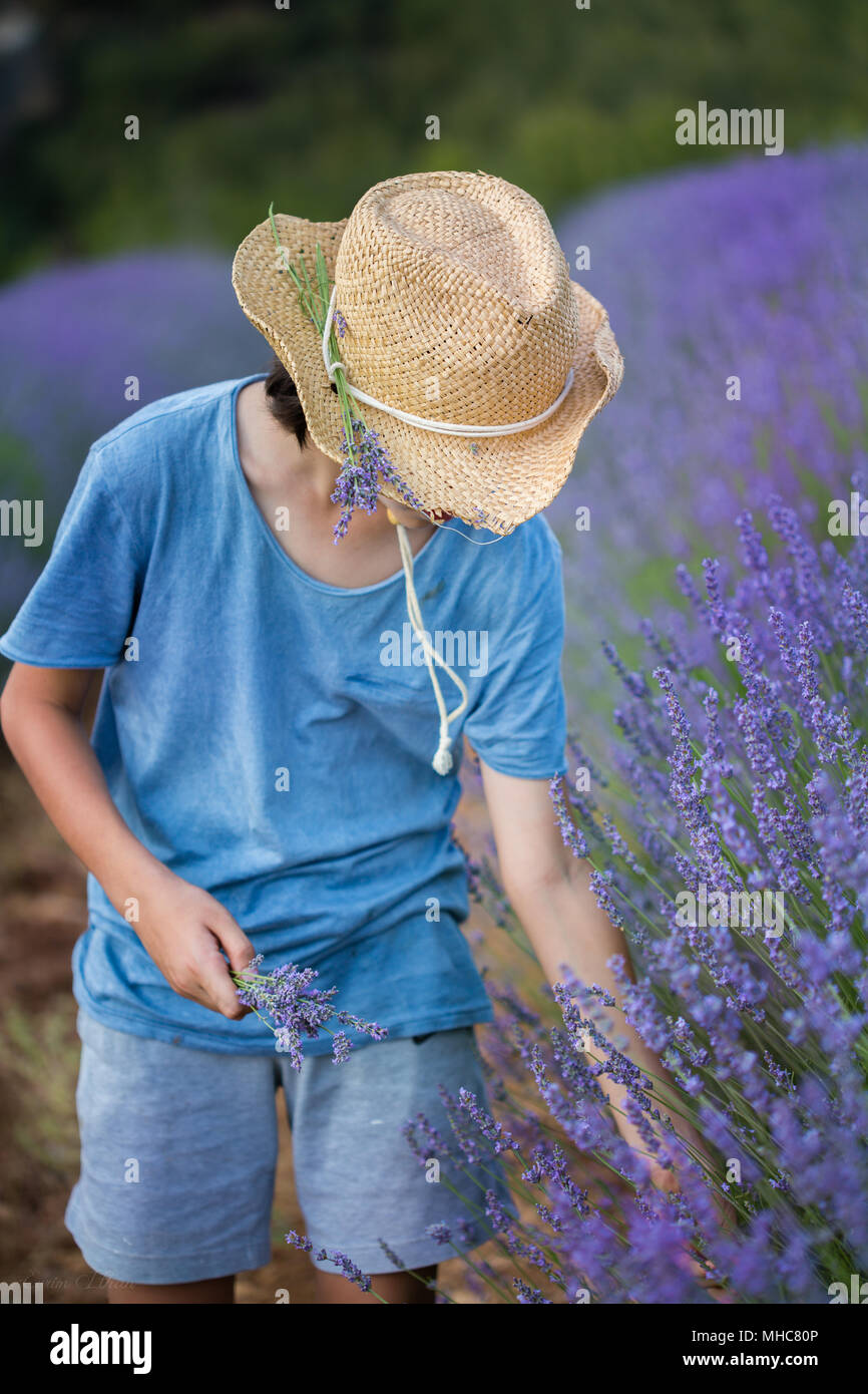 the boy in the lavender garden Stock Photo