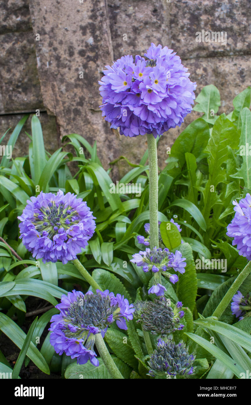 Primula denticulata also called Drumstick primula growing in wild overgrown flowerbed. Stock Photo