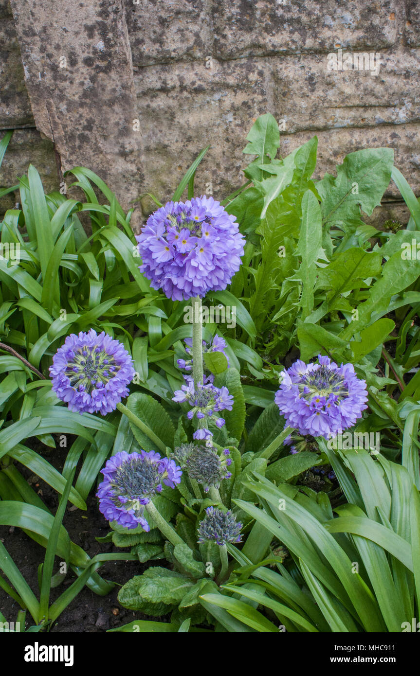 Primula denticulata also called Drumstick primula growing in wild overgrown flowerbed. Stock Photo