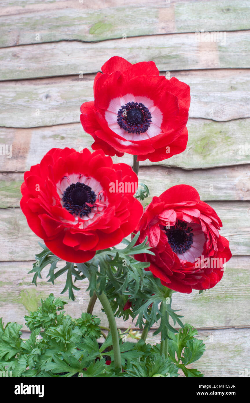 Three red Anemone flowers shown growing in garden with lapboard fence background. Stock Photo