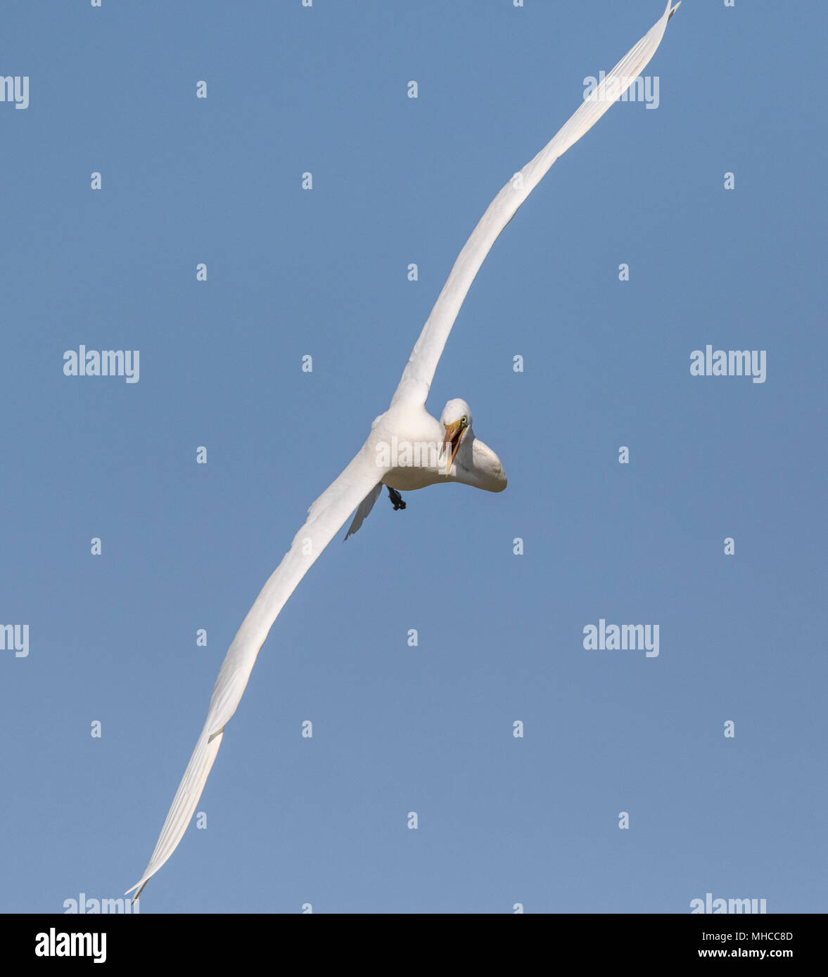 Great Egret in flight at Smith Oaks Rookery at High Island, TX. Stock Photo