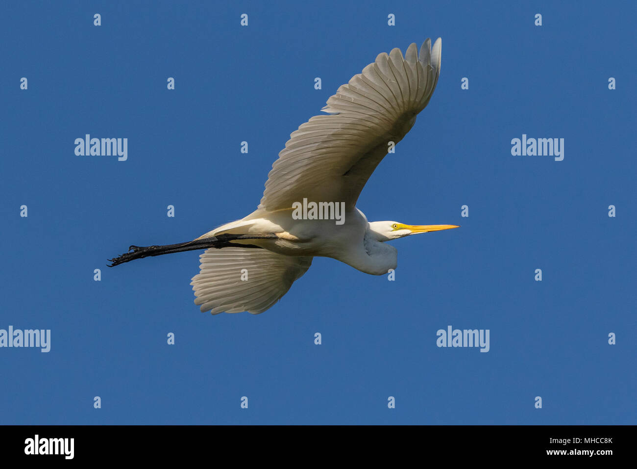 Great Egret in flight at Smith Oaks Rookery at High Island, TX. Stock Photo