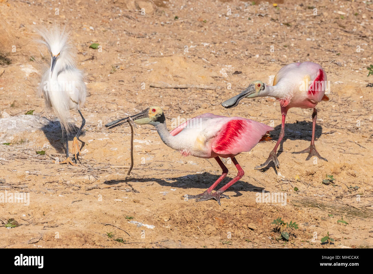 Roseate Spoonbills with Snowy Egret at Smith Oaks Rookery at High Island, TX. Stock Photo