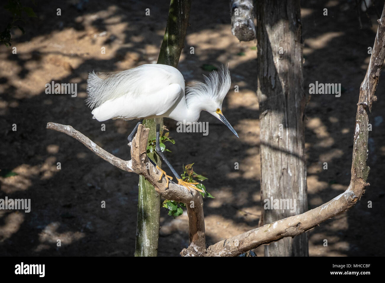 Texas bird building nest hi-res stock photography and images - Alamy
