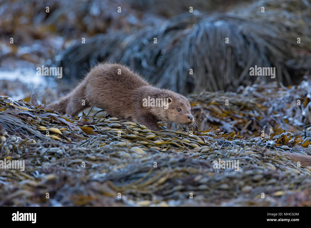 A very young otter cub follows his mother across some seaweed-covered rocks beside a coastal loch on the Isle Of Mull in Scotland. Stock Photo