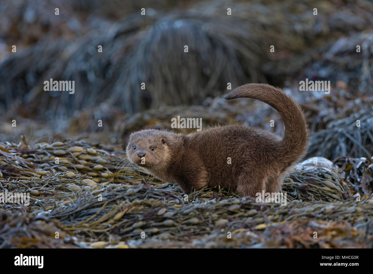 A very young otter cub about to spraint on the seaweed beside a coastal loch on the Isle Of Mull in Scotland. Stock Photo