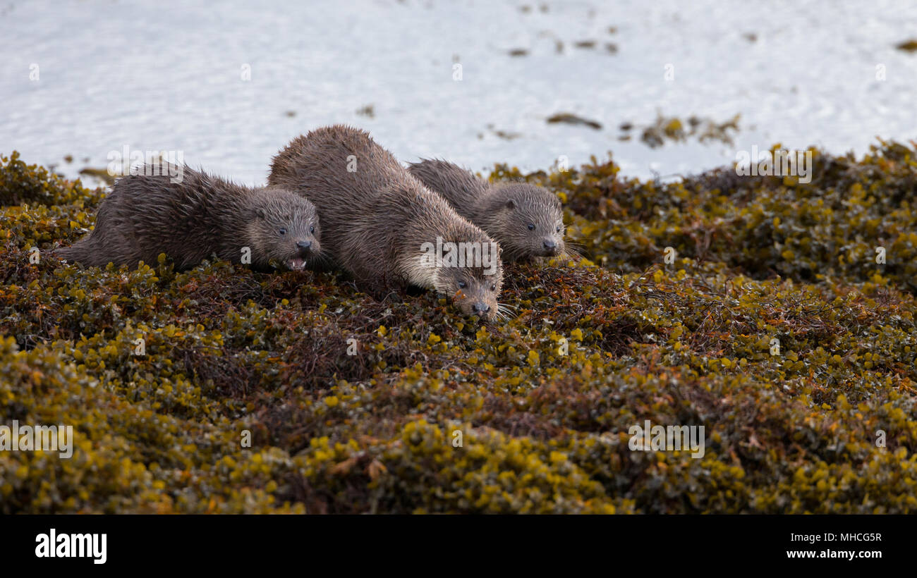A mother otter and her two very young cubs out looking for food on a coastal loch on the Isle Of Mull in Scotland. Stock Photo
