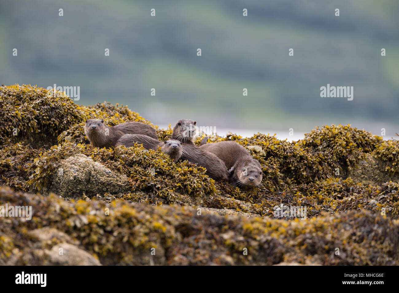 Group of four eurasian otters on a coastal loch on the Isle of Mull in Scotland. A mother with her three cubs all hunting together, Stock Photo