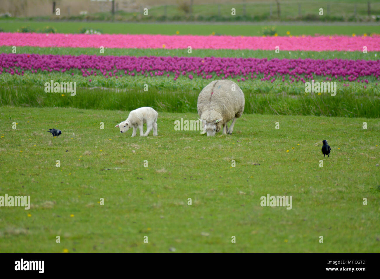 Texel sheep and little lambs in spring at isle Texel, the Netherlands. Europe. Schaap en lammetjes. Stock Photo