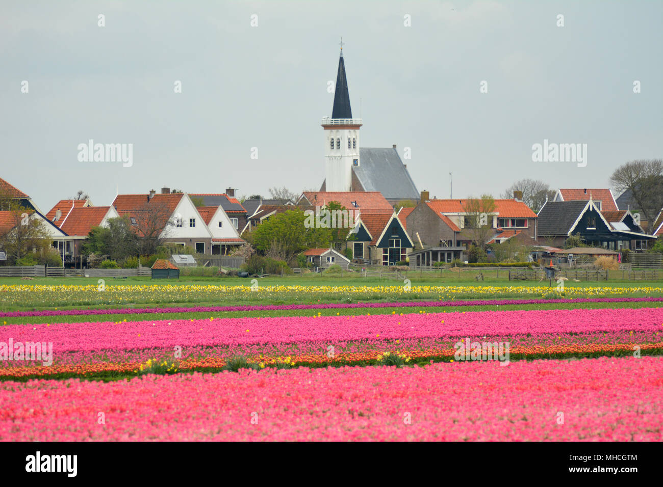 Flower fields with colourful tulips at Den Hoorn on isle Texel, Holland. Bollenvelden. Stock Photo