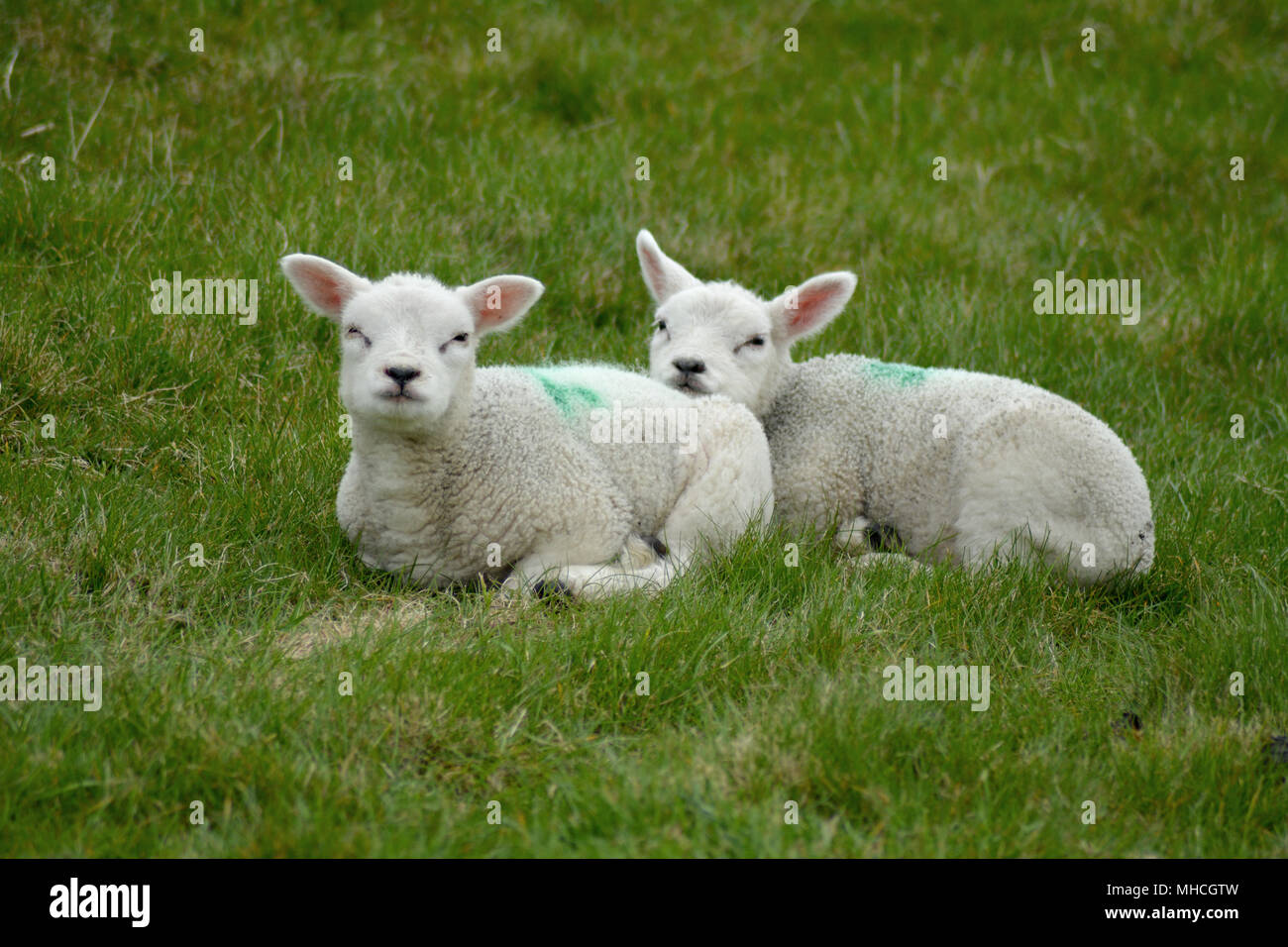 Texel sheep and little lambs in spring at isle Texel, the Netherlands. Europe. Schaap en lammetjes. Stock Photo