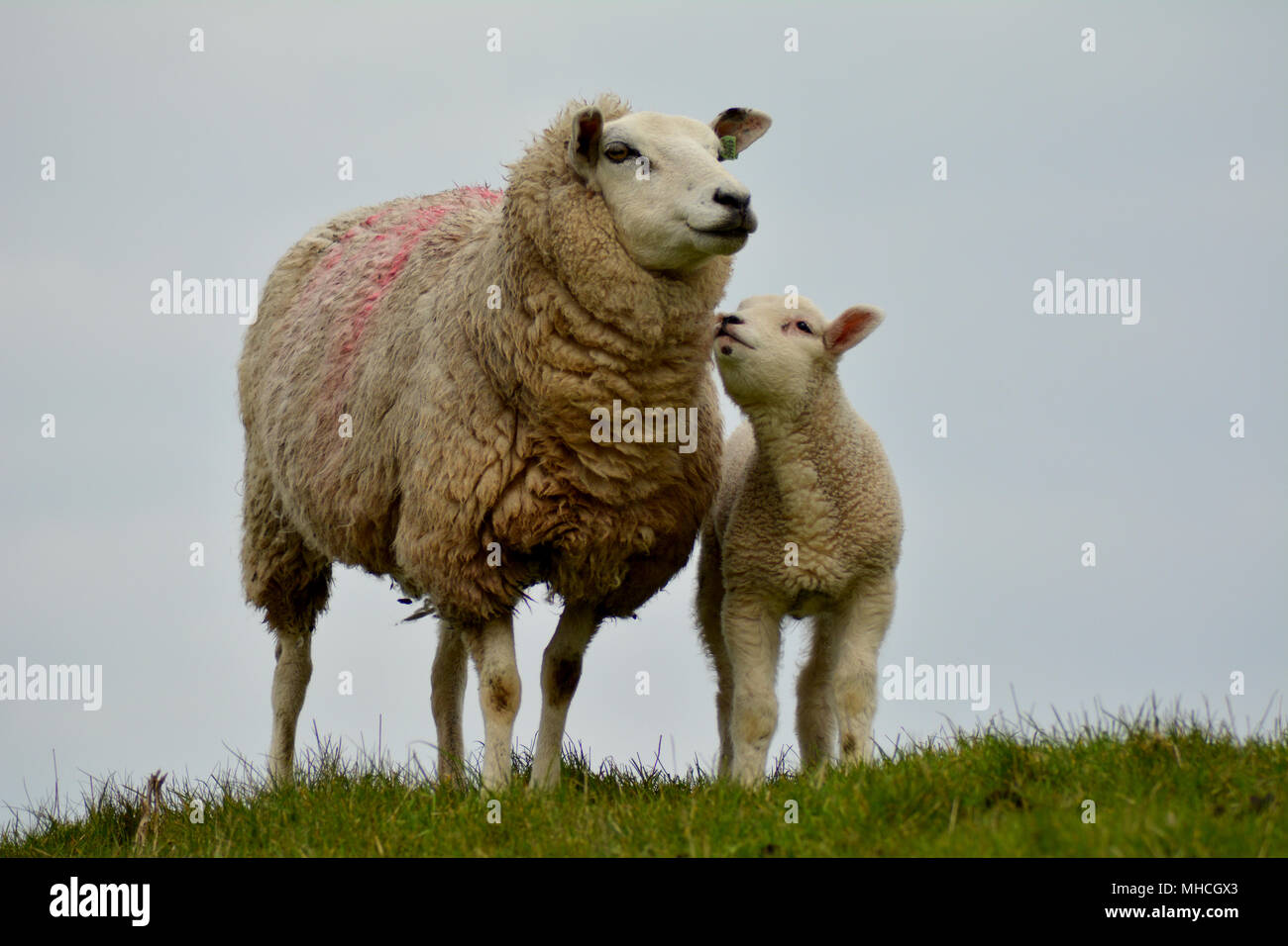 Texel sheep and little lambs in spring at isle Texel, the Netherlands. Europe. Schaap en lammetjes. Stock Photo