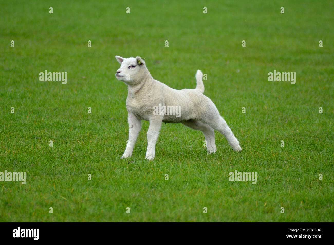 Texel sheep and little lambs in spring at isle Texel, the Netherlands ...