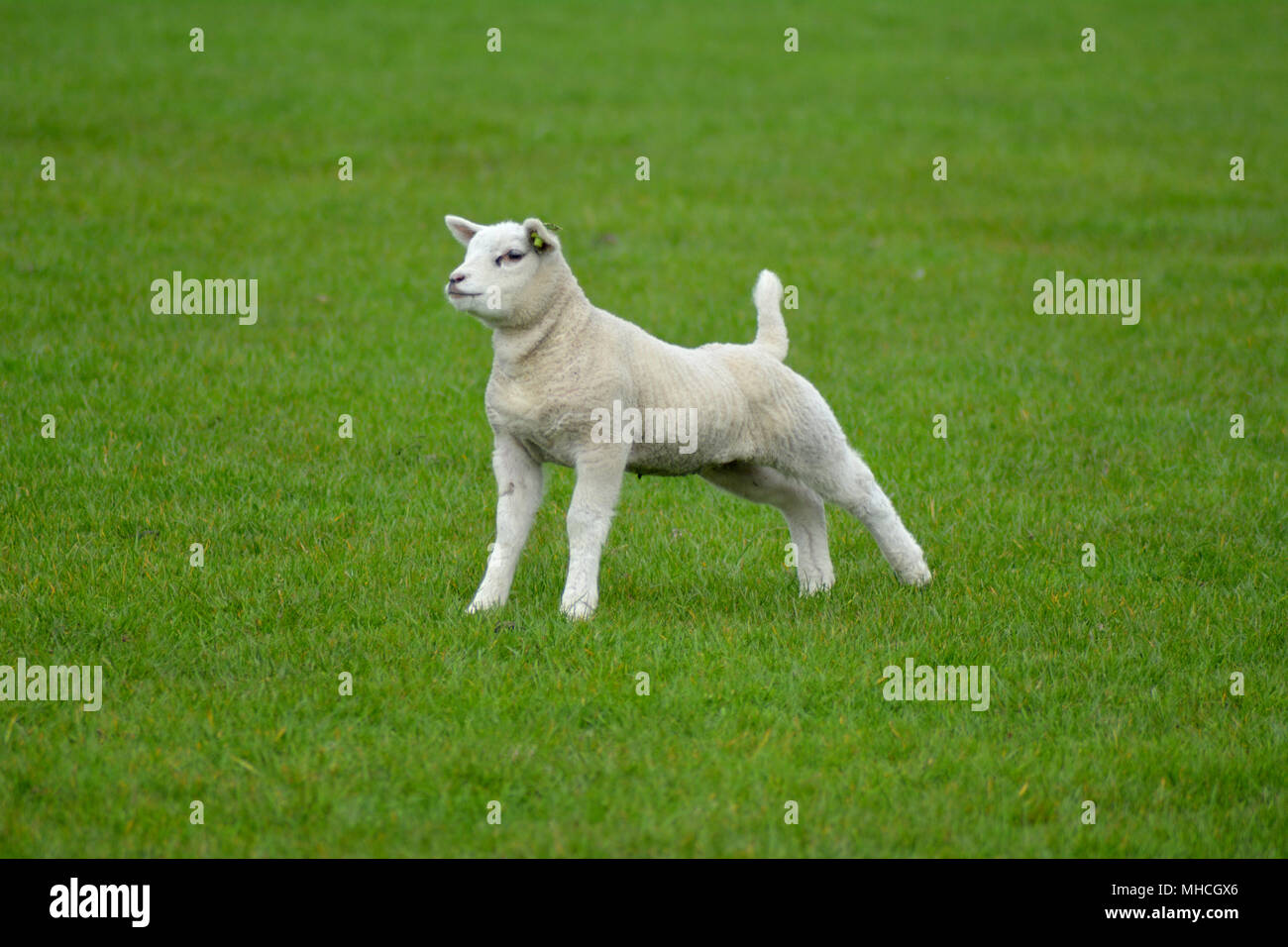 Texel sheep and little lambs in spring at isle Texel, the Netherlands. Europe. Schaap en lammetjes. Stock Photo