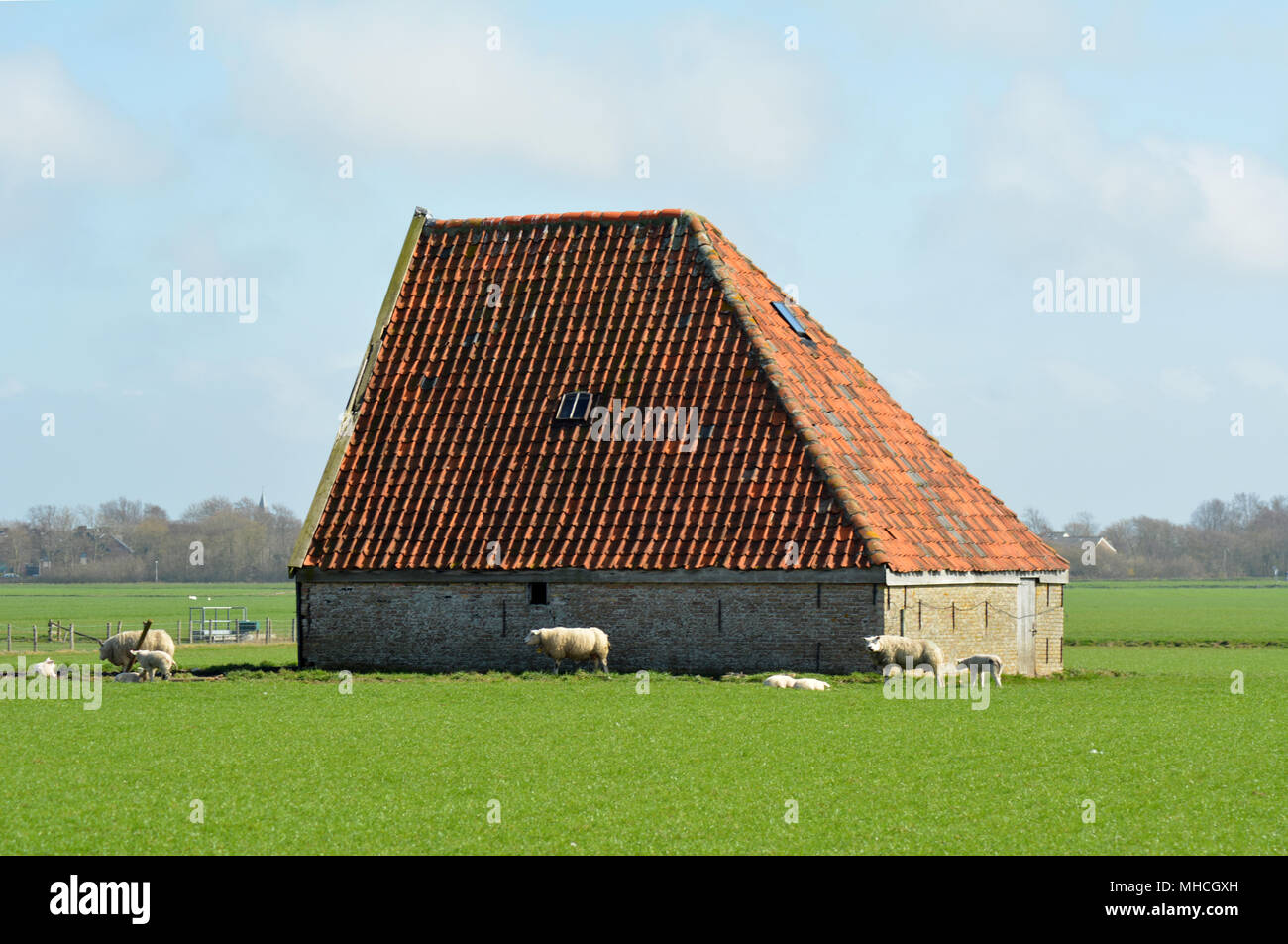 Texel sheep and little lambs in spring at isle Texel, the Netherlands. Europe. Schaap en lammetjes. Stock Photo