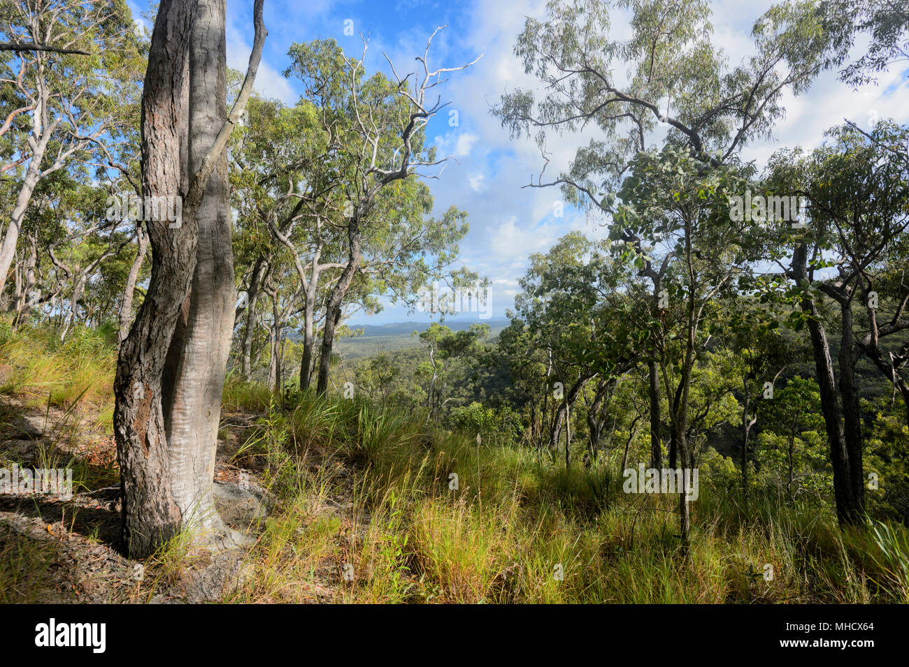 Open eucalyptus forest in Davies Creek National Park, near Mareeba, Far North Queensland, FNQ, QLD, Australia Stock Photo