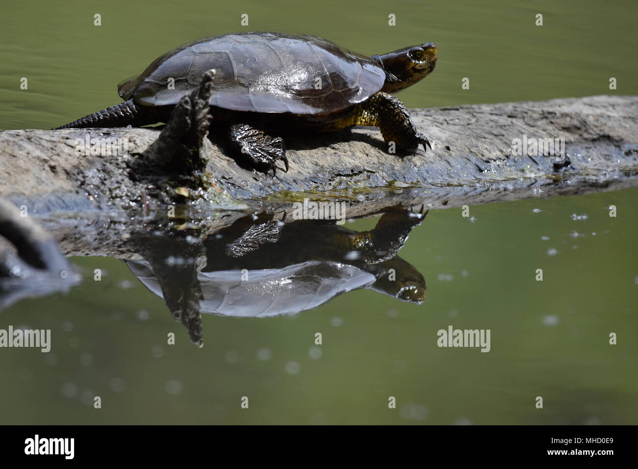 A Western Pond Turtle sun bathing on a log in Jewel Lake, Tilden Park, SF Bay Area, CA. Stock Photo