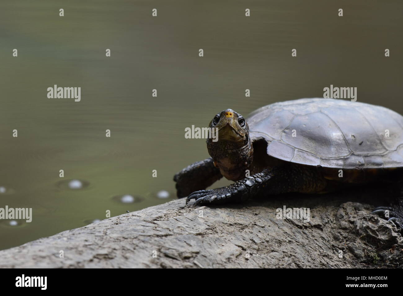A Western Pond Turtle sun bathing on a log in Jewel Lake, Tilden Park, SF Bay Area, CA. Stock Photo
