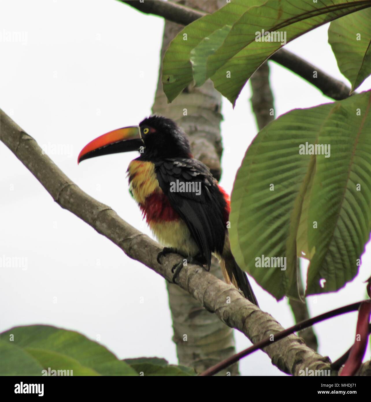 Toucan Birds of Costa Rica Stock Photo