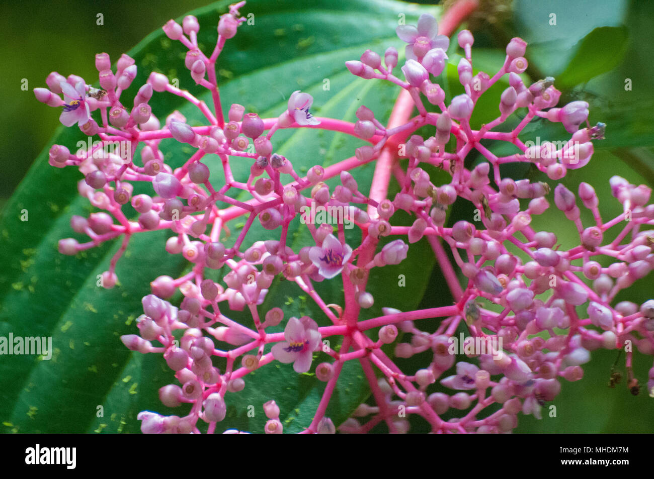 Medinilla, pink maiden,flowers and fruits year-round in  the tropical forests of Taman Kinabalu, Sabah, Malaysian Borneo Stock Photo