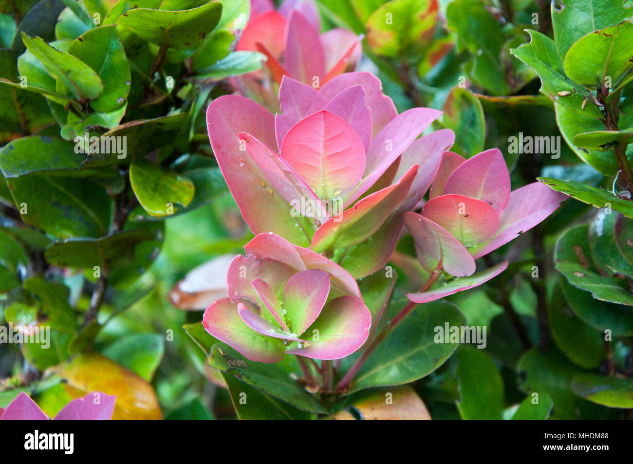 Red tinged bracts reveal fresh growth on a shrub beside the Kinabalu