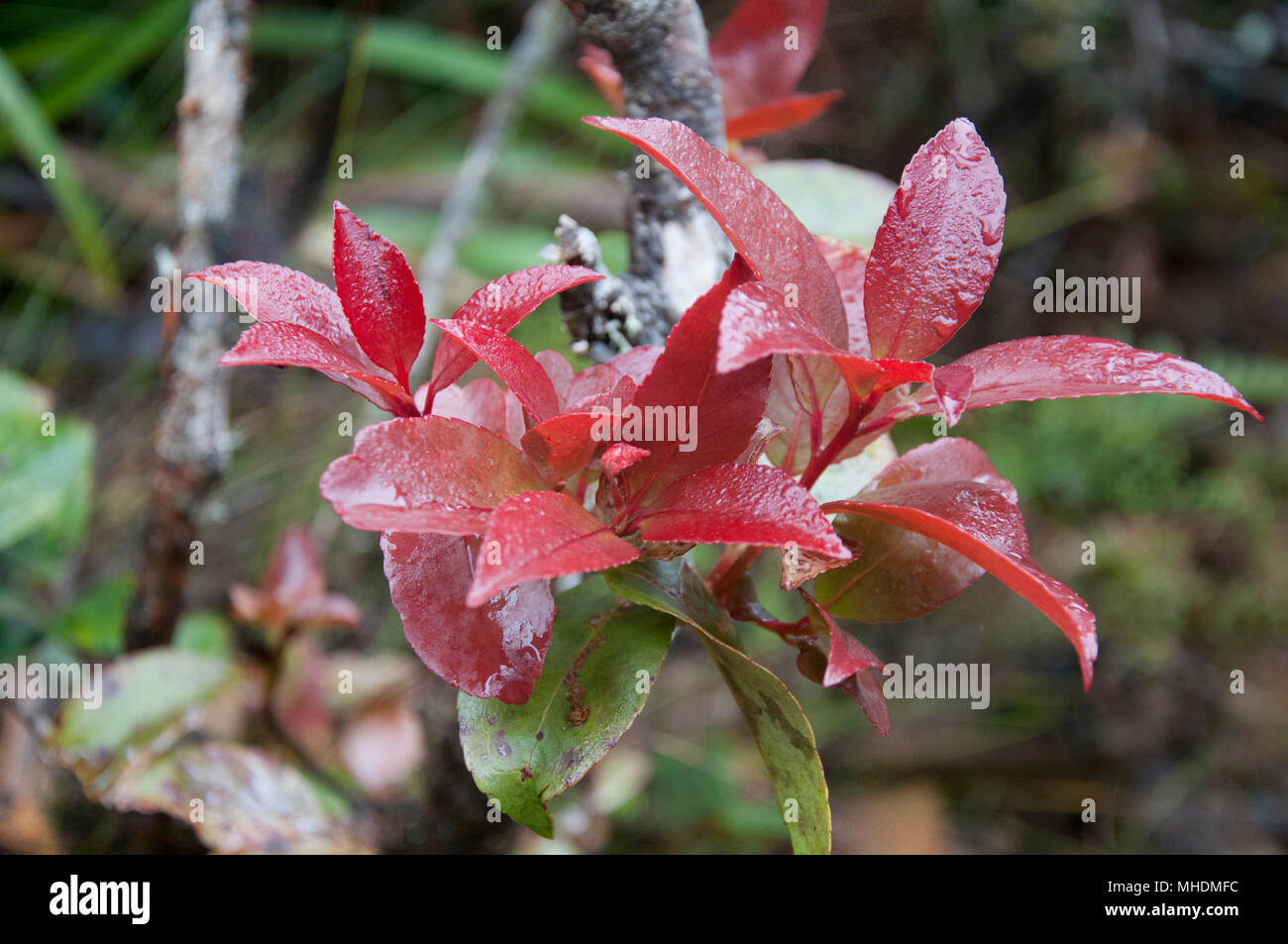 Red tinged bracts reveal fresh growth on a shrub beside the Kinabalu