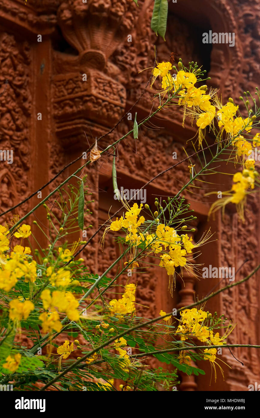 Caesalpinia pulcherrima flowers at Wat Botumvatey (Wat Botum), Phnom