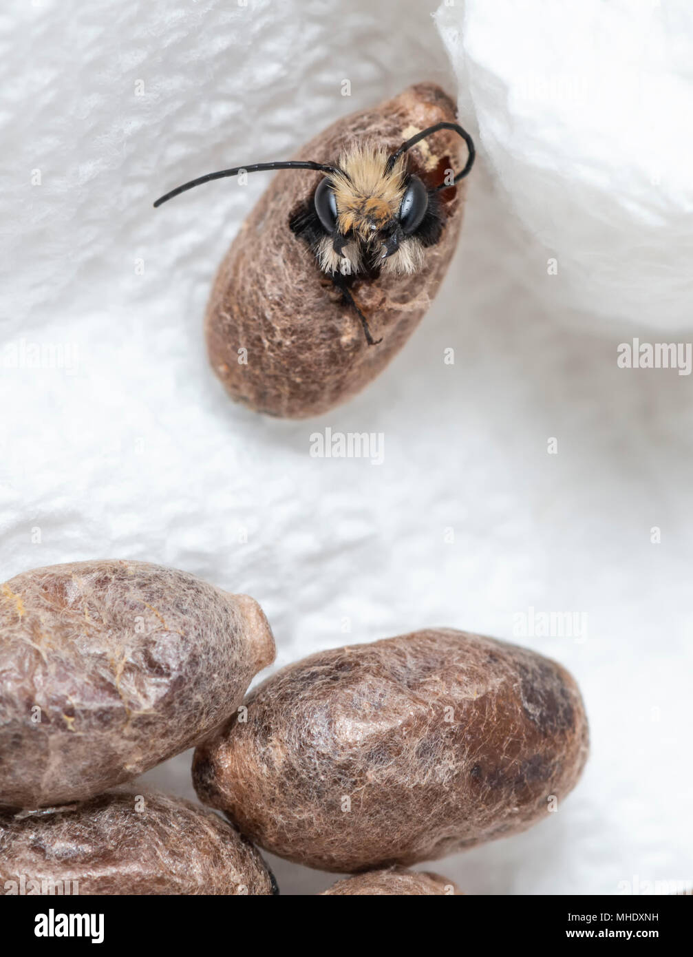 Mason bee cocoon hi res stock photography and images Alamy