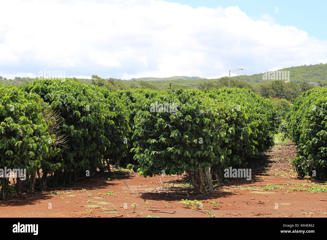Coffee plantation on Kauai Island, USA Stock Photo Alamy