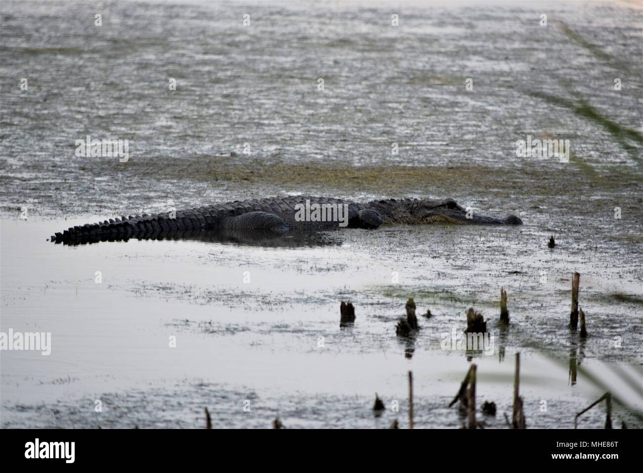 Texas Alligator Stock Photo