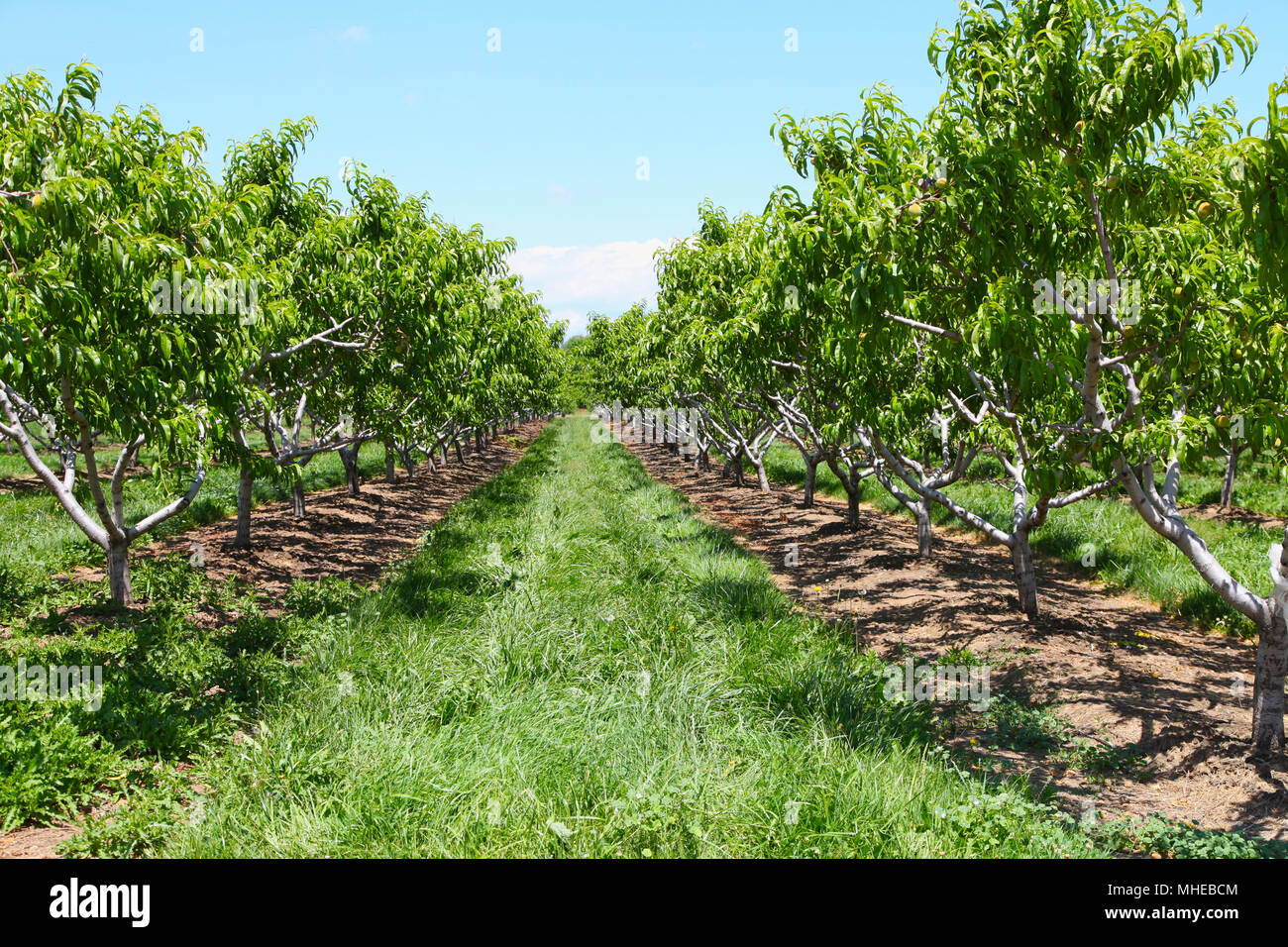 Rows of fruit trees growing in the Niagara Region, Ontario in full sunshine Stock Photo Alamy